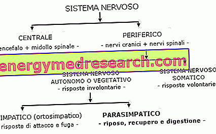 Sistem parasympathetic (atau craniosacral)