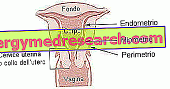 endometrij