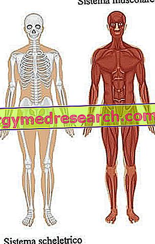 fiziologinė raumenų hipertenzija