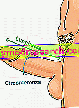 lungimea normală a penisului în timpul erecției