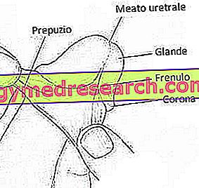 structura penisului în timpul erecției