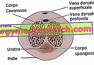erecția și dimensiunea penisului în timpul erecției