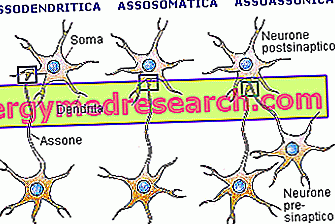 synapser