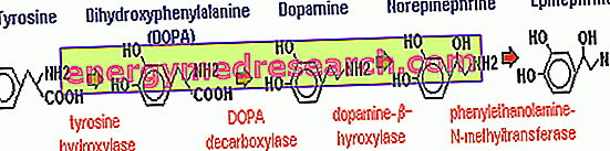 norepinefriini