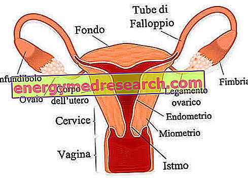 structura penisului feminin)