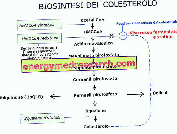 Sintēze Holesterīns un HMG-CoA reduktāze