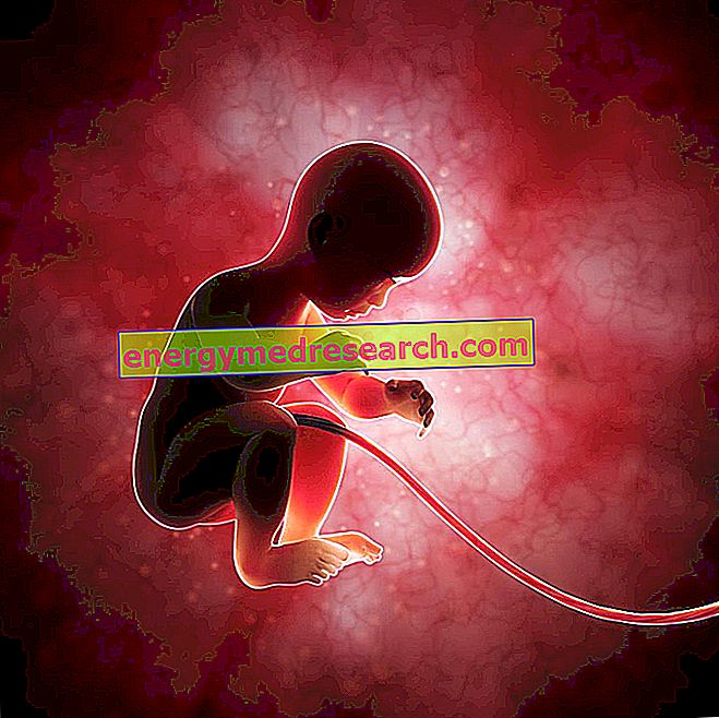 Kako se izvodi fetalna cirkulacija krvi?