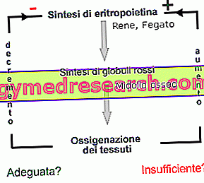 Еритропоетин (ЕПО)