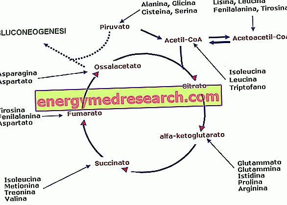 Aminoácidos glucogénicos (glucogenéticos)