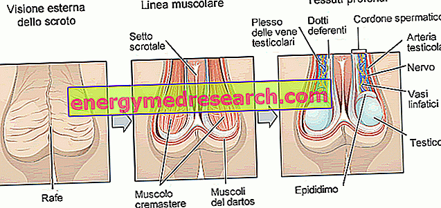 masaj al penisului și scrotului