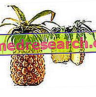 Ananas - Botanisk beskrivelse og sammensetning