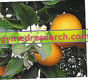 narančasta