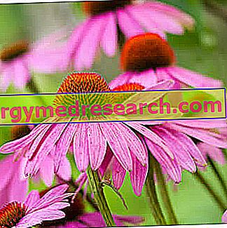 Echinacea ja fütoteraapia