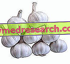 Bawang putih: Efek Samping dan Indikasi Terapi
