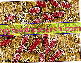 Escherichia coli und Lebensmittelkrankheiten