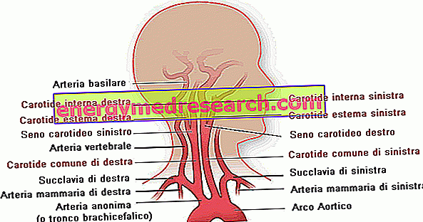 Karotidne arterije in bolezni karotidne arterije