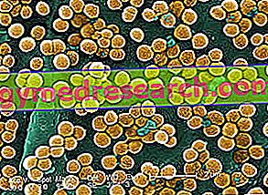 MRSA - Methacillin-resistant Staphylococcus