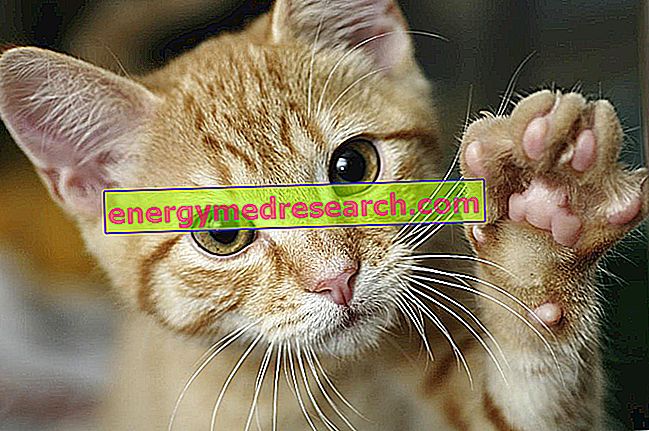 How can the cat scratch disease be contracted?