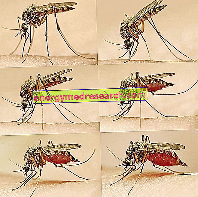 マラリアはどのように伝染しますか？
