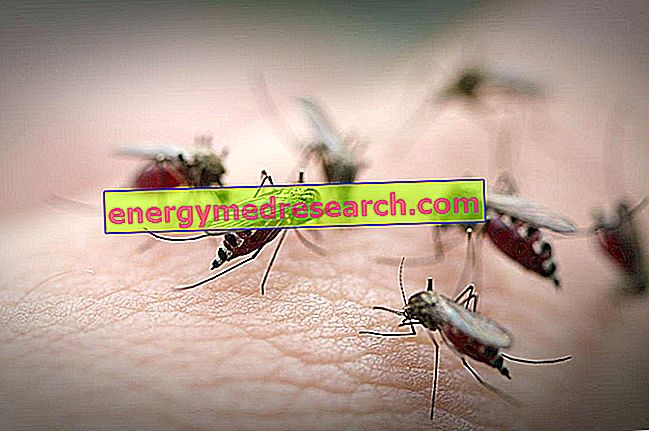 Τι προκαλεί την ελονοσία;