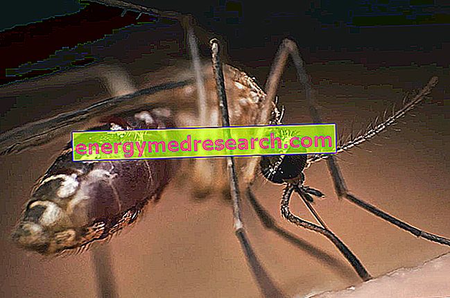 Les moustiques peuvent-ils transmettre le VIH?