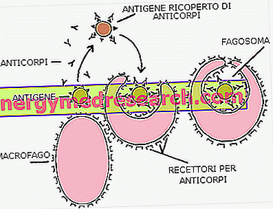 Фагоцитозата