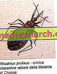 Chagas sygdom - American trypanosomiasis