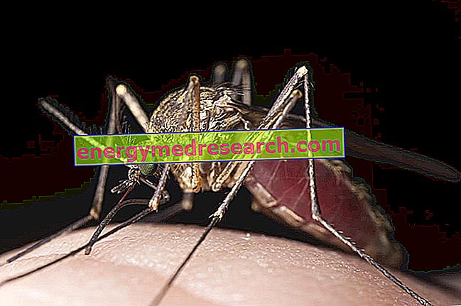 पीला बुखार: मच्छरों की पहचान बीमारी के वाहक के रूप में कैसे की गई