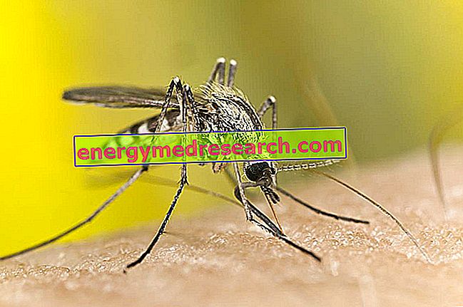Chikungunya: Nach wie lange treten die Symptome auf?