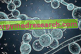Grzyby chorobotwórcze - biologia i infekcje grzybowe
