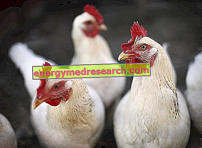 Hoe resistent is het vogelgriepvirus?