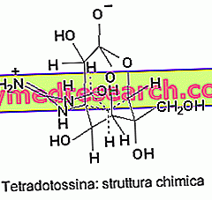 TTX - Тетрадотоксин