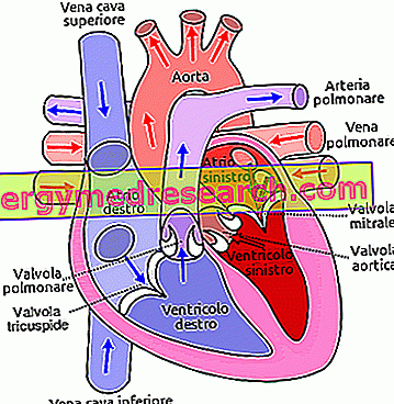 Aortas stenoze