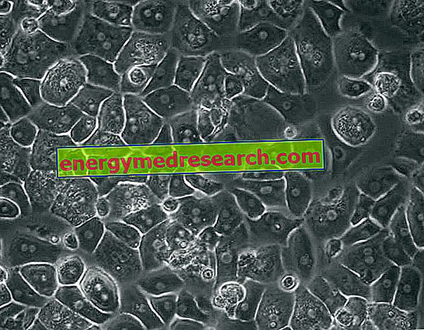 Hepatocytes: liver cells