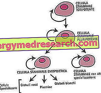Procesarea celulelor stem