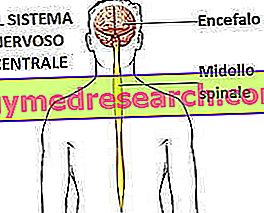 Centrālā nervu sistēma
