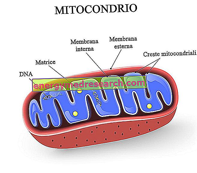 Mitochondrial encephalomyopathy: what is it?