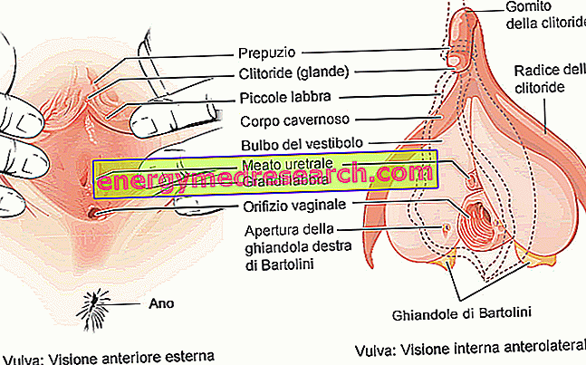 Anatomia vaginului - Multi-Gyn RO
