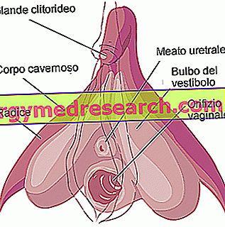 Varpa (lytinis organas)