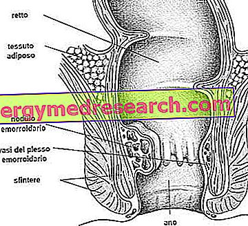 Hemorroides: anatomía