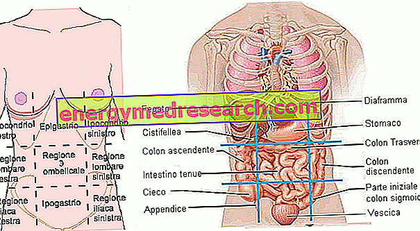 Эпигастрий находится у человека. Левое подреберье. Левой эпигастральной области. Расположение органов в левом подреберье. Расположение органов в правом подреберье.