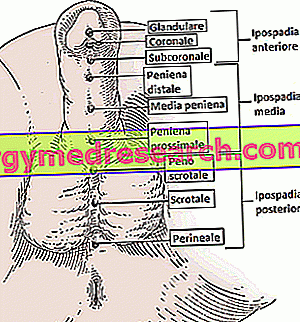 penisului și structura acestuia