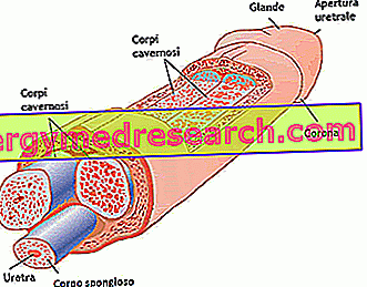 forme și tipuri ale penisului cocoși mici cu erecție