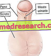Cauzele curburii penisului la bărbați și ce trebuie făcut pentru tratament - Andrologie