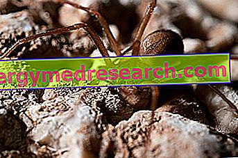 6 remedii eficiente la domiciliu pentru mușcăturile de păianjen - Ingrijirea Pielii - 