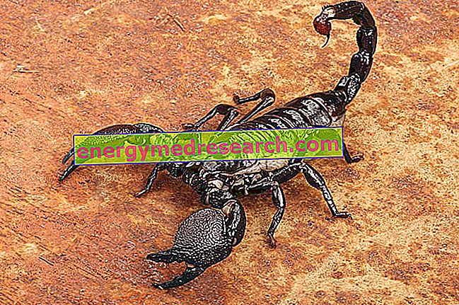 Vad ska man göra vid en skorpionbete