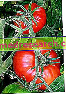 Tomater: Tomaternes ejendom