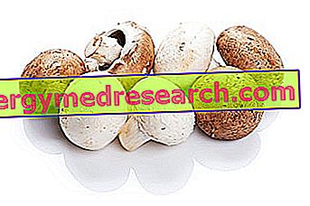 R. 보르 가치의 샴 피뇽 버섯