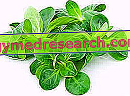 Valeriana eller Valerianella salat