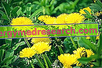 Dandelion: Nutritional Properties, Role in Diet and How to Cook by R.Borgacci